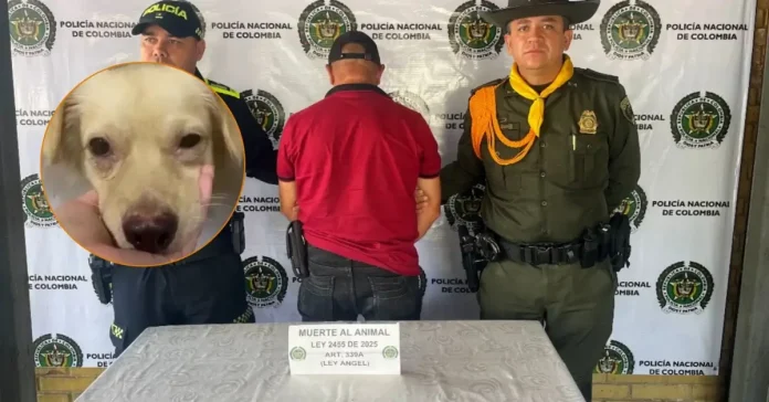 Tres hombres procesados por graves casos de maltrato animal en Córdoba, Quindío y Santander.