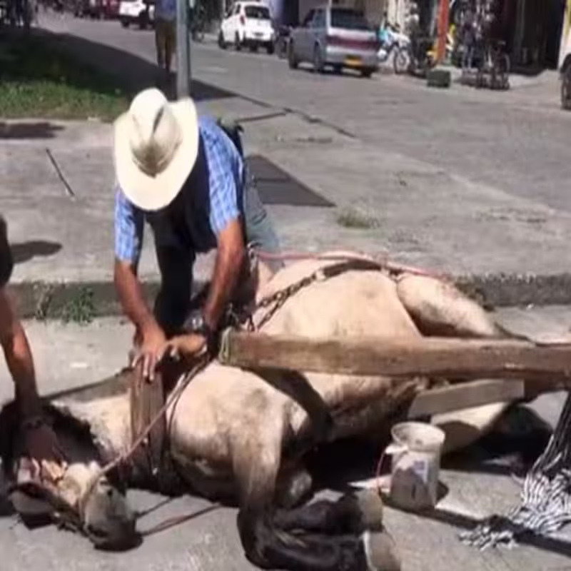 Ente operativo revisa antecedentes tras el colapso de un caballo registrado en vía pública.