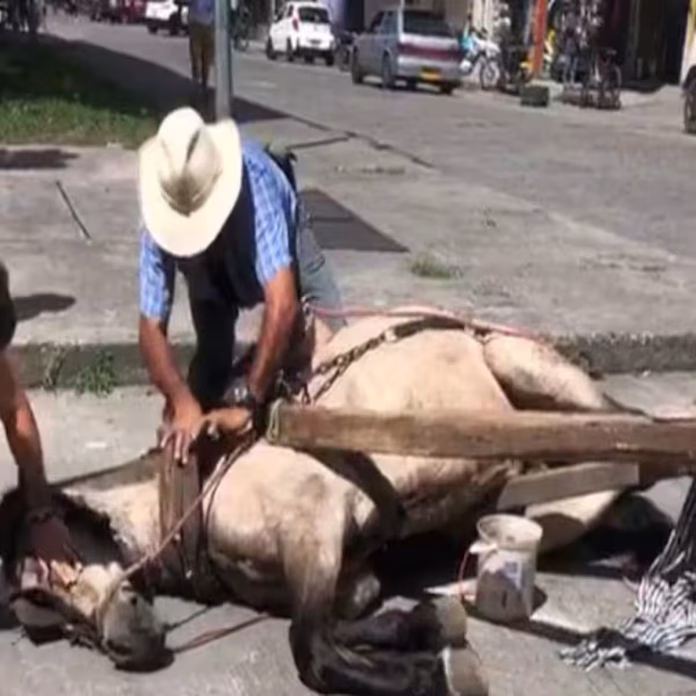 Ente operativo analiza el colapso de un caballo en vía pública dentro de una revisión institucional sobre animales de trabajo.