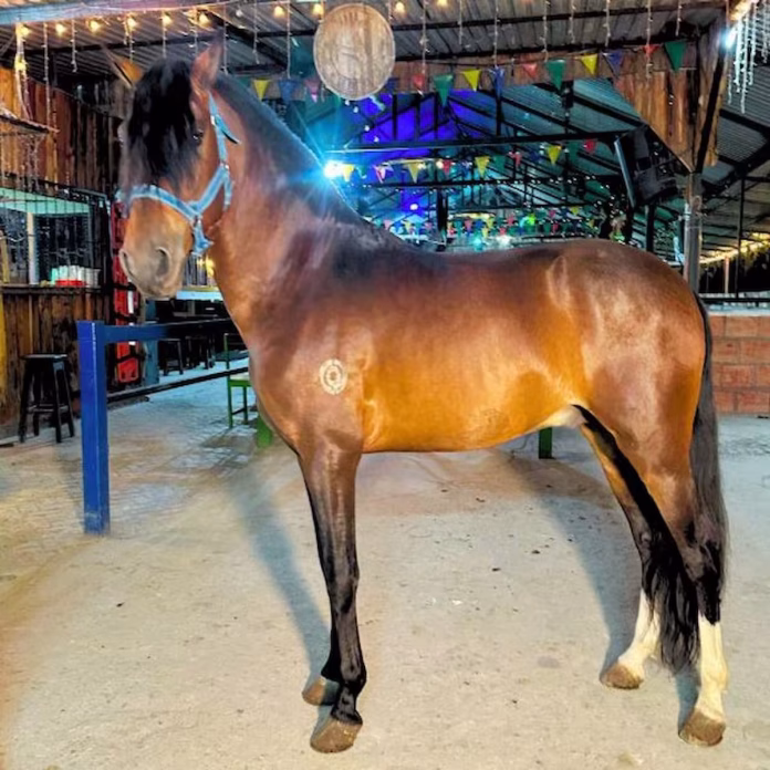 Crece indignación por uso de caballo dentro de discoteca en Pereira
