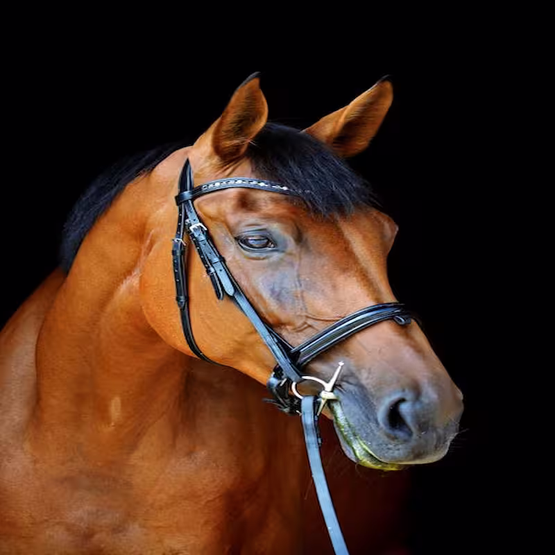 Crece indignación por uso de caballo dentro de discoteca en Pereira.