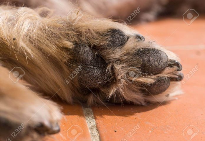 Perro arrollado en Pueblo Rico genera indignación y llamados de justicia