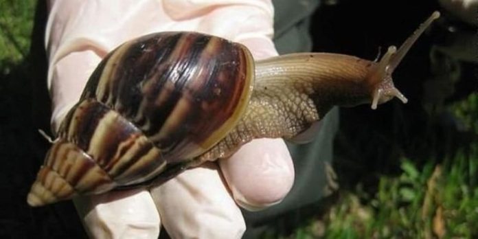 Caracol africano amenaza bocatoma del acueducto en La Virginia