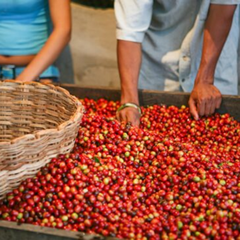 Cultivo de café en Risaralda ante la preocupación por posibles altas temperaturas.