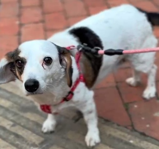 Cartago mantiene una cita semanal para proteger a perros y gatos