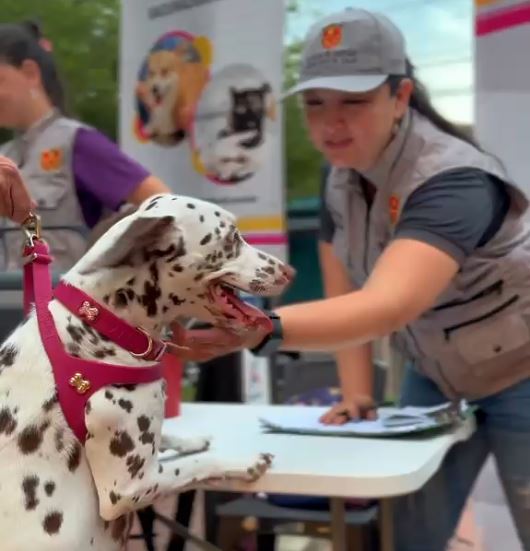 Vacunación antirrábica gratuita para perros y gatos en Cartago
