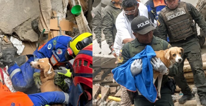 Rescate de Meli entre escombros de una edificación afectada en Cali