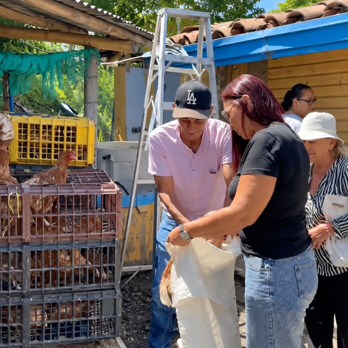 Entregan gallinas en Cartago a mujeres rurales para el desarrollo de proyectos productivos.