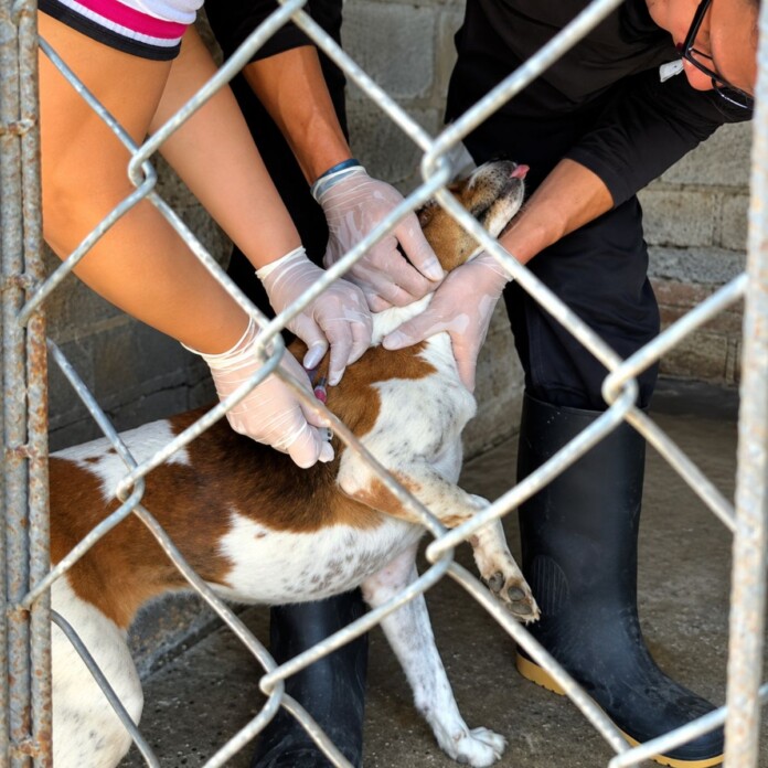 Vacunación antirrábica en Cartago aplicada a un perro durante la jornada realizada en la Fundación ADA.